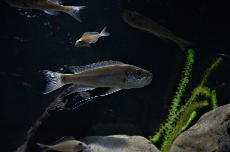 Haplotaxodon trifasciatus 'Burundi'